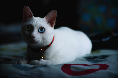 Close-up portrait of a siamese cat