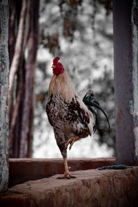 One leg standing of a rooster on a wall