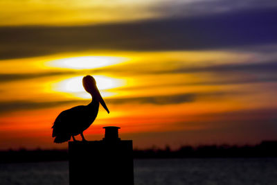 Silhouette of bird at sunset