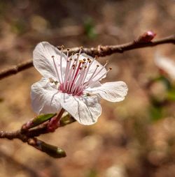 Close-up of flower growing on branch