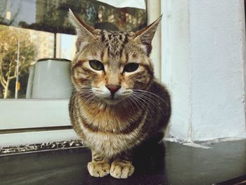 Portrait of tabby cat