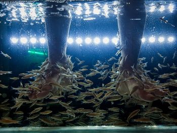 Close-up of jellyfish swimming in aquarium