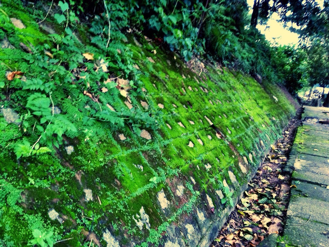 green color, growth, plant, nature, leaf, tree, green, beauty in nature, freshness, outdoors, grass, day, tranquility, growing, high angle view, close-up, footpath, park - man made space, water, no people