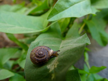 Close-up of snail on leaves