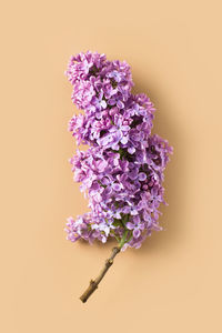 Close-up of purple flowering plant