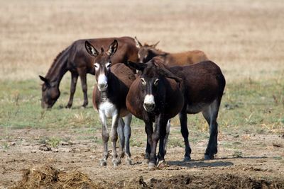 Full length view of donkey standing grass