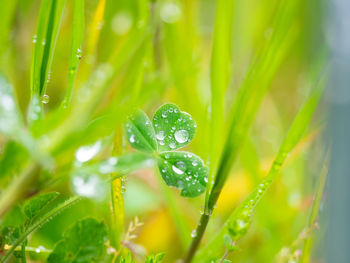 Close-up of wet plant leaves during rainy season