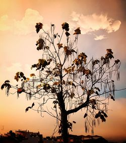 Silhouette tree against sky during sunset