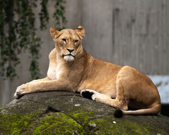 Lioness looking away