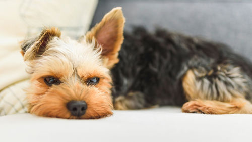 Portrait of dog lying down