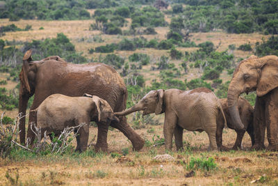 Elephant in a farm