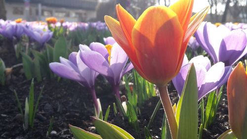 Close-up of purple crocus blooming outdoors