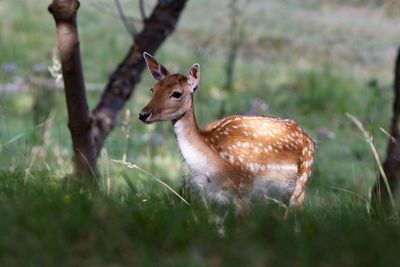 Female fallow deer on grassy field