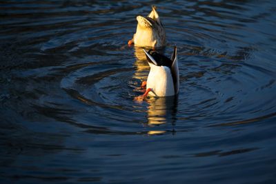 High angle view of duck swimming in lake