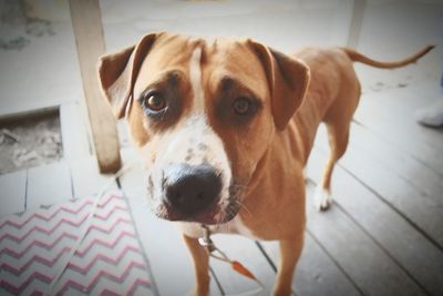 Close-up portrait of dog