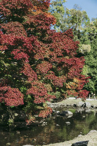 Red flowering plants by lake against sky