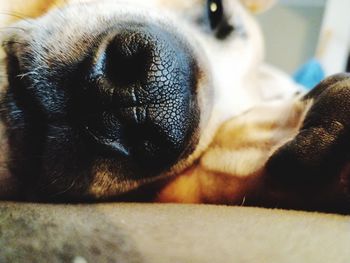 Close-up of dog sleeping at home