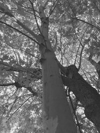 Low angle view of tree