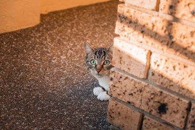 Portrait of cat sitting outdoors