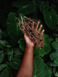 Close-up of hand holding leaves