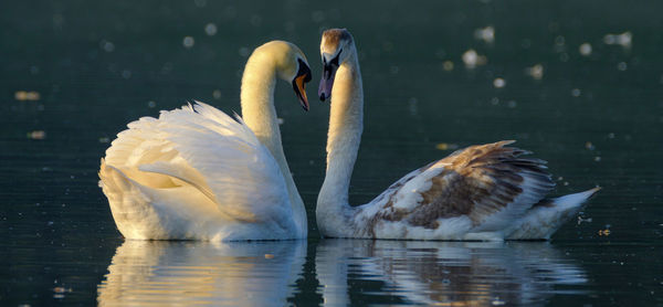 Close-up of swan swimming in water