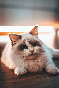 Portrait of cat relaxing on hardwood floor