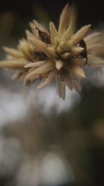 Close-up of flower