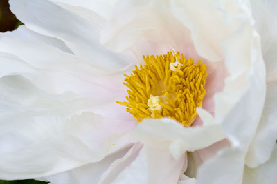 Close-up of white flower bouquet