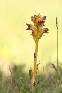 Close-up of wilted plant on field