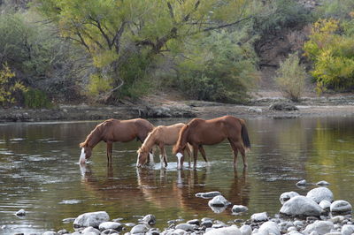 Horses in a lake