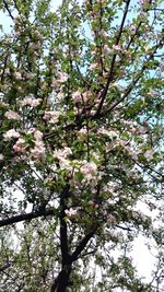 Low angle view of apple blossoms in spring