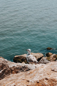 High angle view of seagull on rock by sea