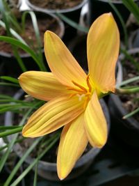 Close-up of day lily blooming outdoors