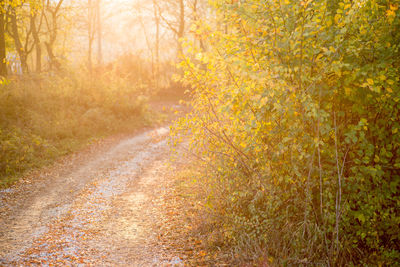 Road passing through forest