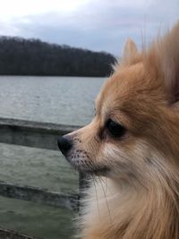 Close-up of dog looking away