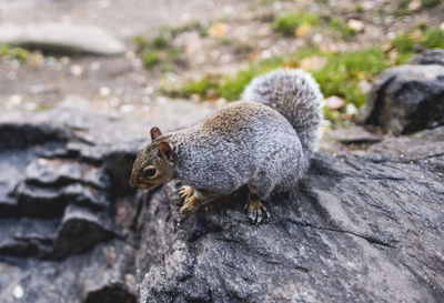 Close-up of squirrel on rock