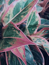 Close-up of leaves