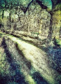 Full frame shot of tree