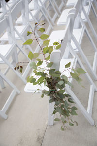 High angle view of white flowering plants on fence