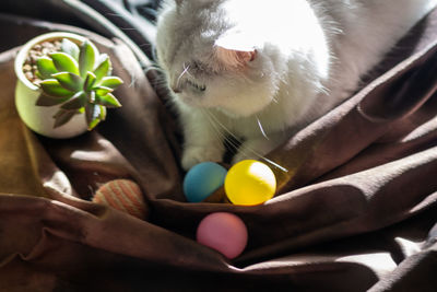 pet