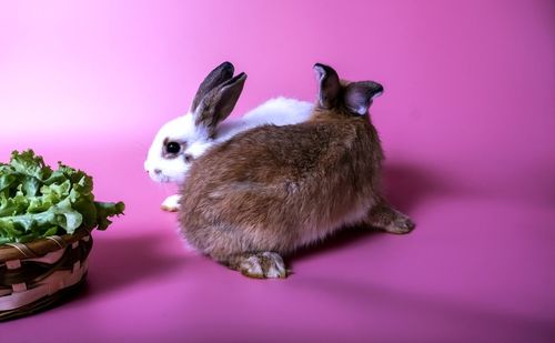 Close-up of a rabbit over pink background