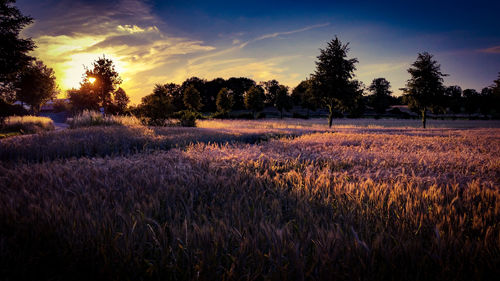 Scenic view of field against sky during sunset