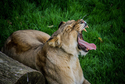 Close-up of horse lying on grass