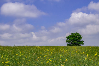 Tranquil scene of a lone tree in a field against the sky