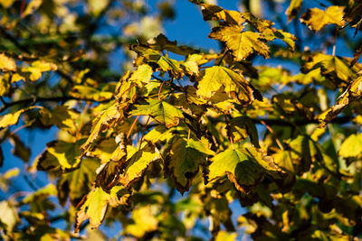 Close-up of green leaves on branch