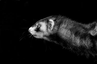 Close-up of ferret on black background