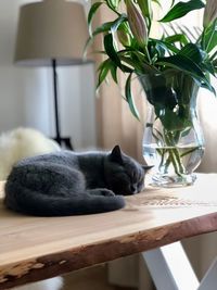 Cat sleeping on table at home