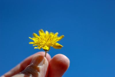 Close-up of hand holding yellow flower against blue sky