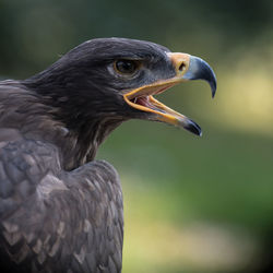 Close-up of eagle screaming