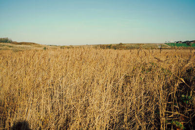 Scenic view of agricultural field against clear sky